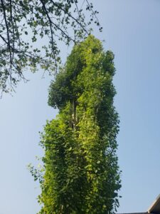 JEMM Tree Services Ltd photo 6