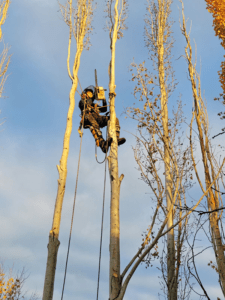 JEMM Tree Services Ltd photo 5